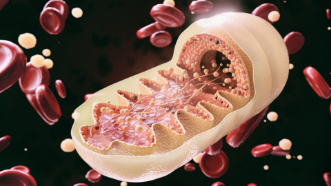 3. Mitochondriálna dysfunkcia